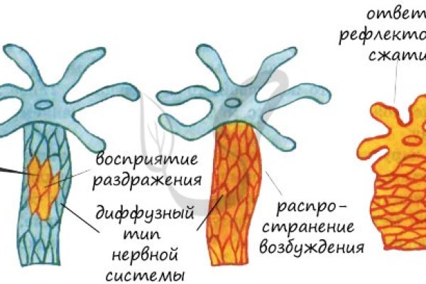 Блэк спрут com