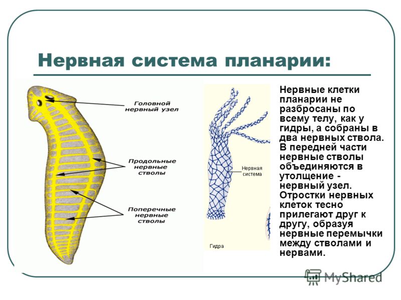 Блэк спрут сайт blacksprut wiki